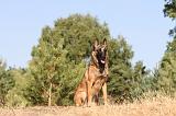 MALINOIS 111